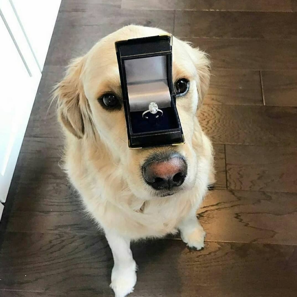 Si el te lo pregunta, la respuesta siempre será...💍🐾 . . . . . #animales #cachorro #animal #naturaleza #pets #mascotas #perros #love #animallovers #naturaleza #dog #dogs #instagram #cute #cachorros #cat #perro #petstagram #dogsofinstagram #photography