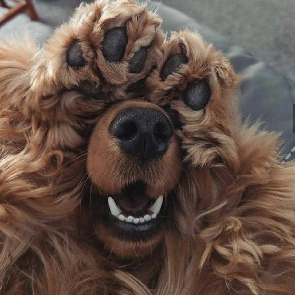 ¿No te lo comerías a besos?❤ . 💻www.munne1941.com . . . . #animales #animales #animal #naturaleza #pets #mascotas #perros #love #animallovers #naturaleza #dog #dogs #instagram #cute #cats #cat #perro #petstagram #dogsofinstagram #photography