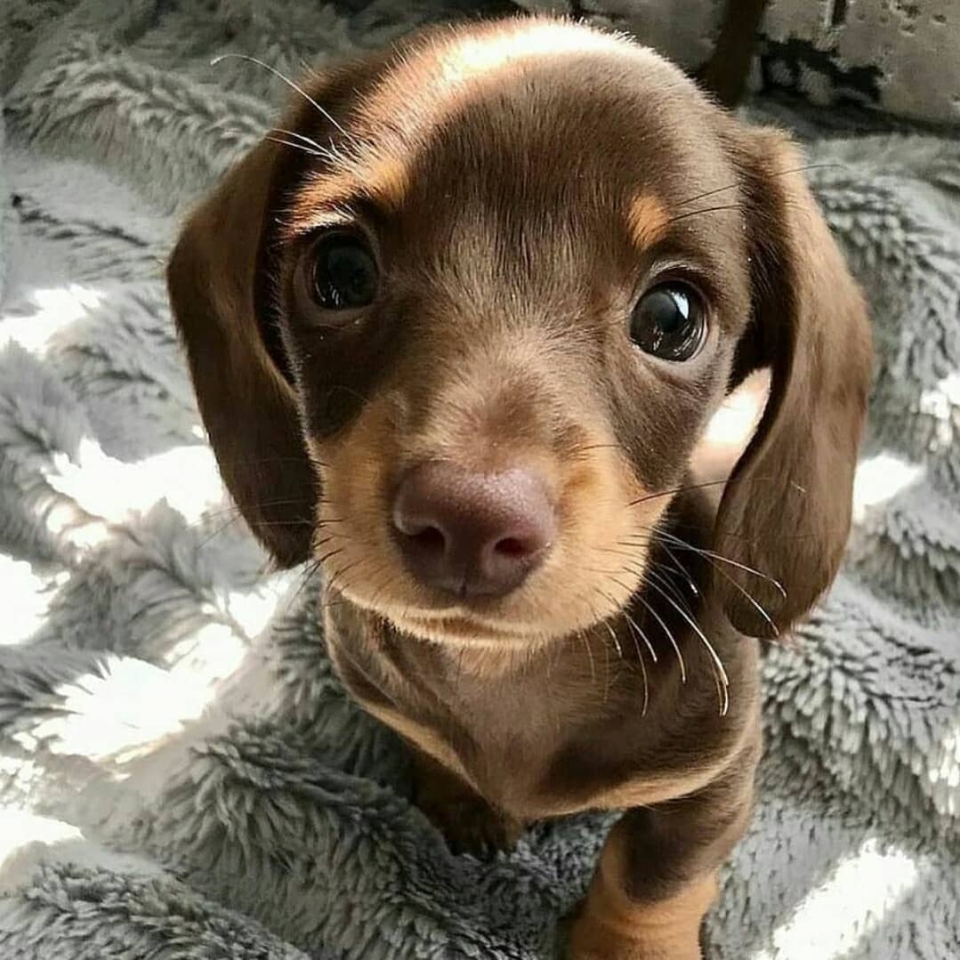 Buenos días ❤🐾 . . . . . . #animales #animales #animal #naturaleza #pets #mascotas #perros #love #animallovers #naturaleza #dog #dogs #instagram #cute #cats #cat #perro #petstagram #dogsofinstagram #photography