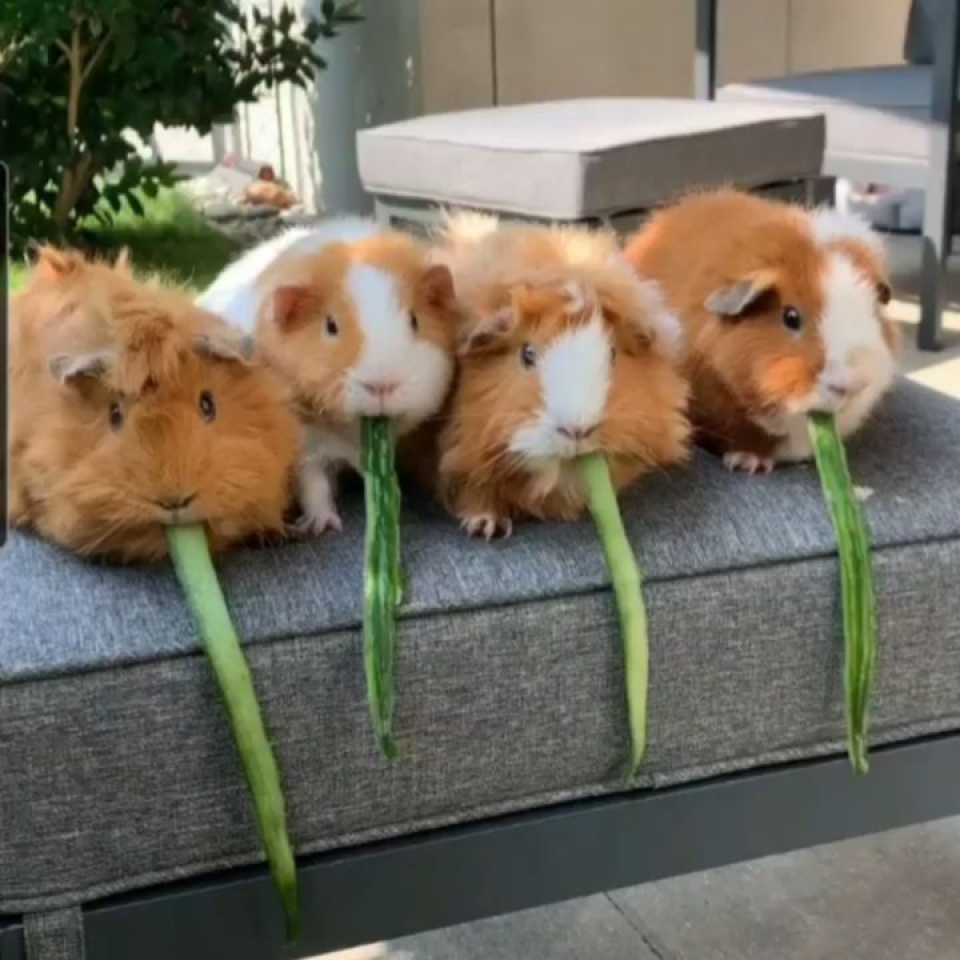 ¿¿ Y vosotras coméis las verduras con tanta alegría ??🤔 😂 ¡¡Feliz día!! 📹@thepiggypotatoes . . #animales #animal #food #naturaleza #eat #mascotas #cobaya #love #animallovers #ternura #veganos #cobayas #instagram #cute #instalove #vegan #funnyvideos #dogsofinstagram #photography