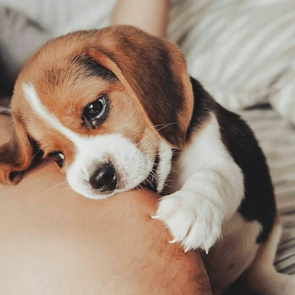Buenos días ❤🐾 . . . . . . #animales #animales #animal #naturaleza #pets #mascotas #perros #love #animallovers #naturaleza #dog #dogs #instagram #cute #cats #cat #perro #petstagram #dogsofinstagram #photography
