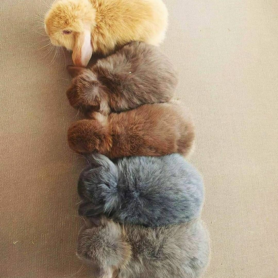 ¿ No los achucharías ?❤🐰 ¡¡ Feliz día !! . 💻www.munne1941.com . . . #animales #animales #animal #naturaleza #pets #mascotas #perros #gatos #conejos #love #animallovers #naturaleza #rabbit #loverabbit #instagram #cute #cats #cat #perro #petstagram #dogsofinstagram #photography #happyday #happy