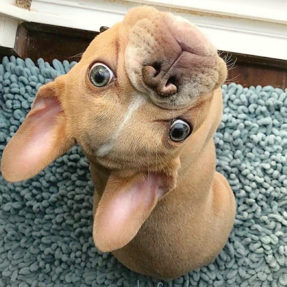 Feliz Miércoles 🐾🐕 . . . . . . #animales #🐶 #animal #naturaleza #pets #mascotas #perros #love #animallovers #naturaleza #dog #dogs #amoralosanimales #adoptaunperro #adopta #loveanimals #dogsinstagram #cute #cats #cat #perro #petstagram #dogsofinstagram #photography