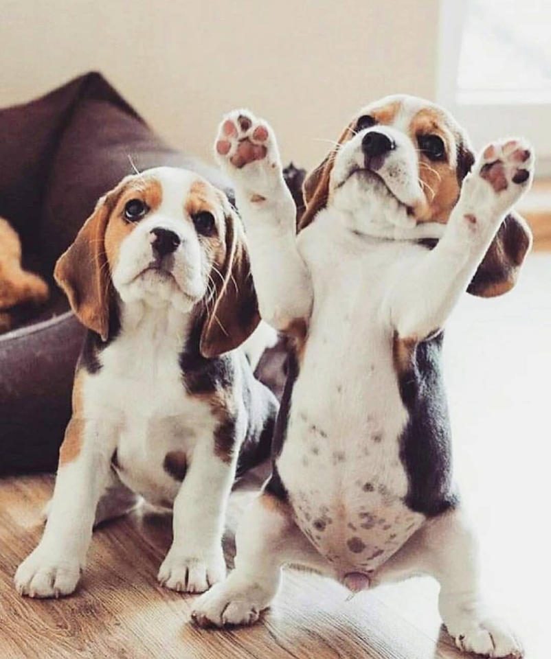 ¡¡Feliz jueves!!🐾 . . #animales #🐶 #animal #naturaleza #pets #mascotas #perros #love #animallovers #naturaleza #dog #dogs #raza #amoralosanimales #adoptaunperro #adopta #loveanimals #dogsinstagram #loveinstagram #perro #petstagram #cachorro #dogsofinstagram #photography #puppy #puppylove