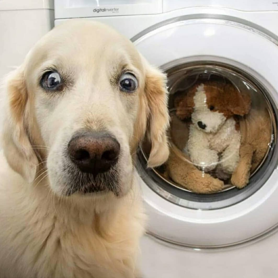 ¡¡AMIGOS EN APUROS!!😱🤣 . . #animales #🐶 #animal #naturaleza #pets happyanimals #mascotas #perros #love #animallovers #naturaleza #dog #dogs #raza #amoralosanimales #adoptaunperro #adopta #loveanimals #dogsinstagram #loveinstagram #perro #petstagram #cachorro #dogsofinstagram #photography #puppy #puppylove