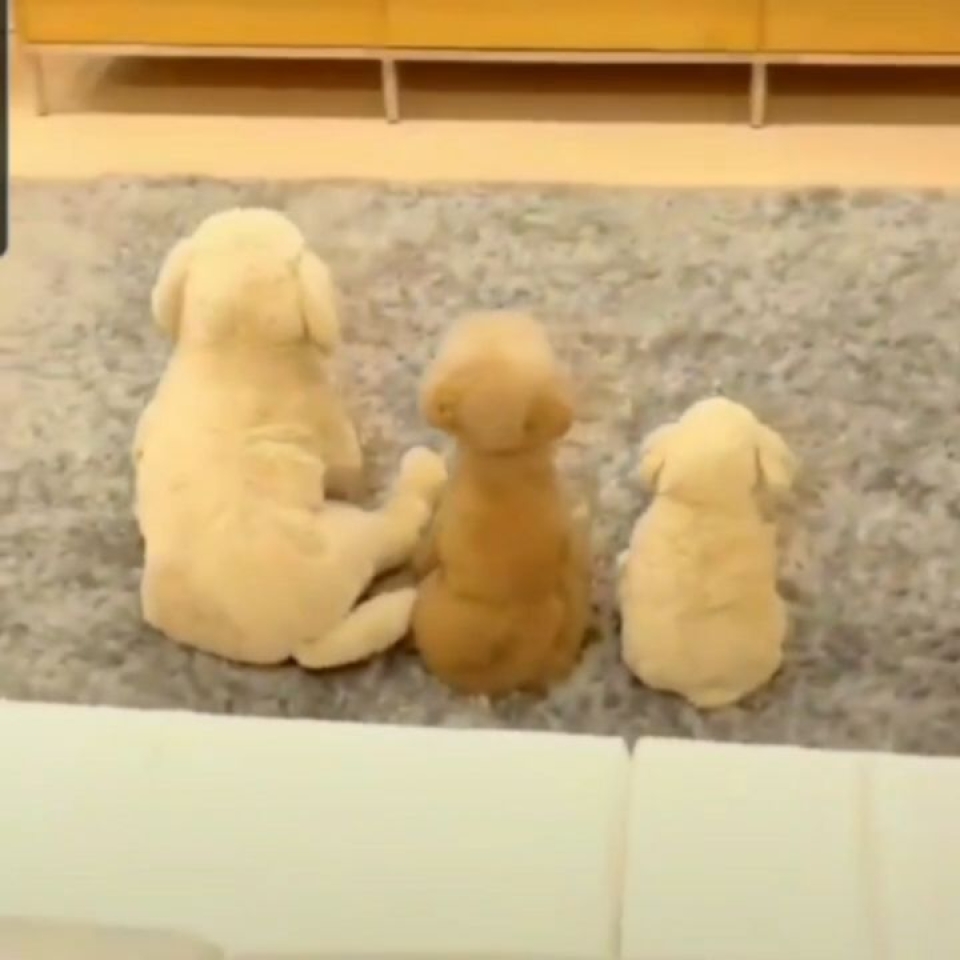 &iexcl;&iexcl;Buenos d&iacute;as 🐶!! #animales #animal #naturaleza #pets happyanimals #mascotas #perros #love #animallovers #naturaleza #dog #dogs #raza #amoralosanimales #adoptaunperro #adopta #loveanimals #dogsinstagram #loveinstagram #perro #petstagram #cachorro #dogsofinstagram #photography #puppy #puppylove