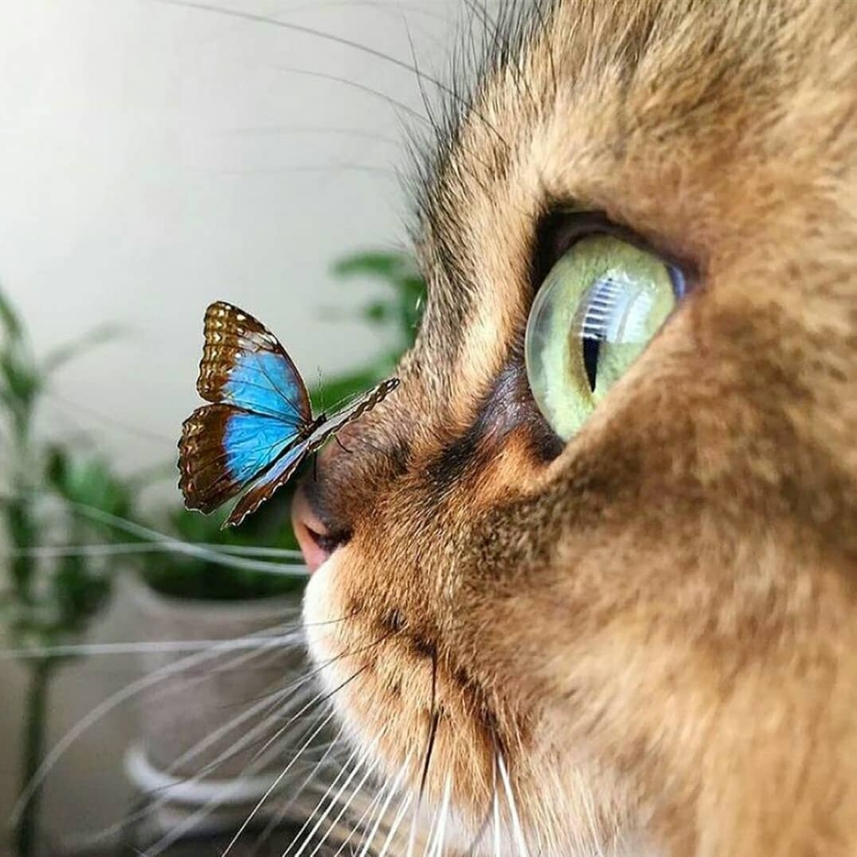 ¡¡Feliz miércoles!!🦋 . . #animales #mariposa #animal #naturaleza #pets #mascotas #perros #love #animallovers #naturaleza #dog #dogs #raza #amoralosanimales #adoptaunperro #adopta #loveanimals #dogsinstagram #loveinstagram #perro #petstagram #cachorro #dogsofinstagram #photography #puppy #puppylove