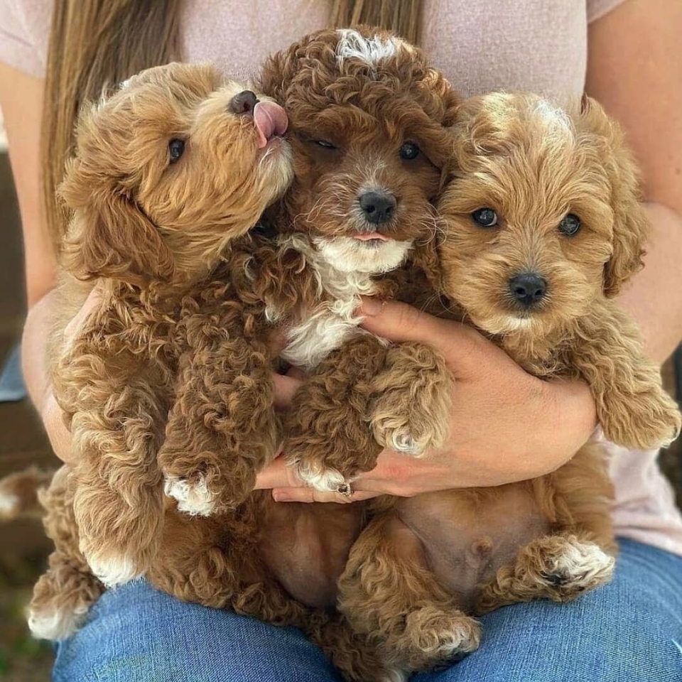 ¡¡Feliz jueves!!🐾 . . #animales #🐶 #animal #naturaleza #pets #mascotas #perros #love #animallovers #naturaleza #dog #dogs #raza #amoralosanimales #adoptaunperro #adopta #loveanimals #dogsinstagram #loveinstagram #perro #petstagram #cachorro #dogsofinstagram #photography #puppy #puppylove