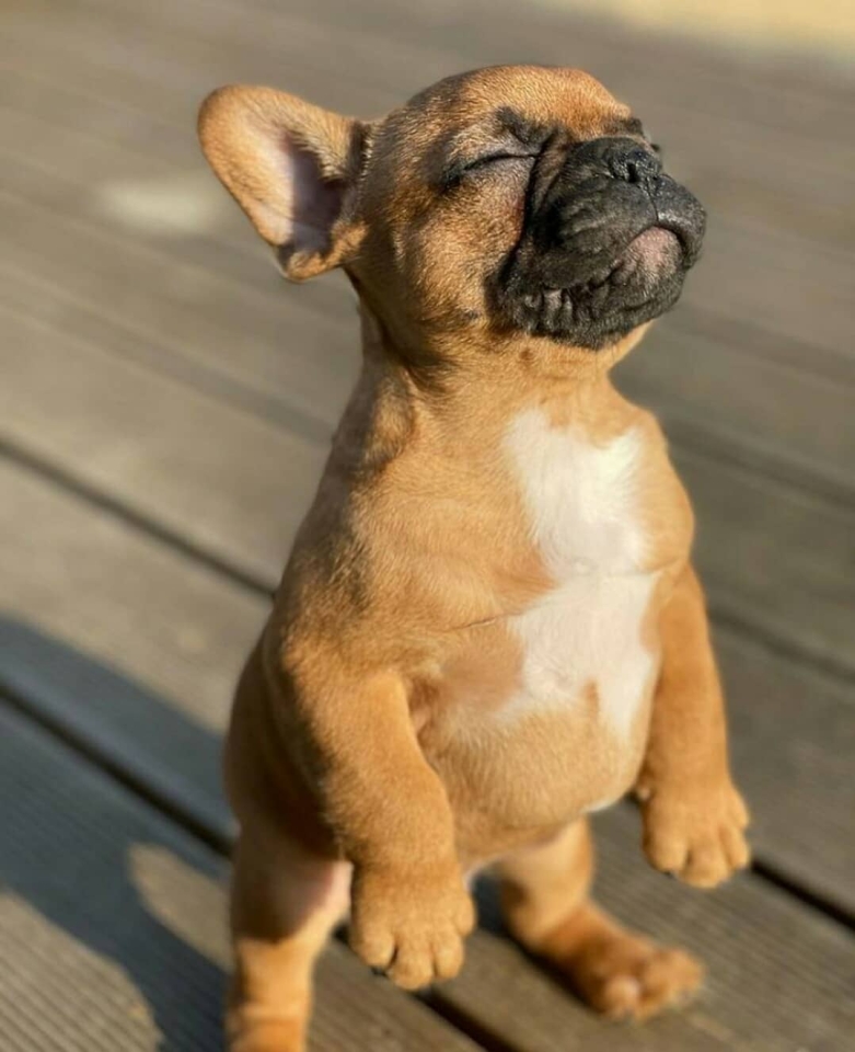 ¡¡Feliz día!!☀️🐶 @meet_up_style #animales #animal #naturaleza #pets happyanimals #mascotas #perros #love #animallovers #naturaleza #dog #dogs #raza #amoralosanimales #adoptaunperro #adopta #loveanimals #dogsinstagram #loveinstagram #perro #petstagram #cachorro #dogsofinstagram #photography #puppy #puppylove