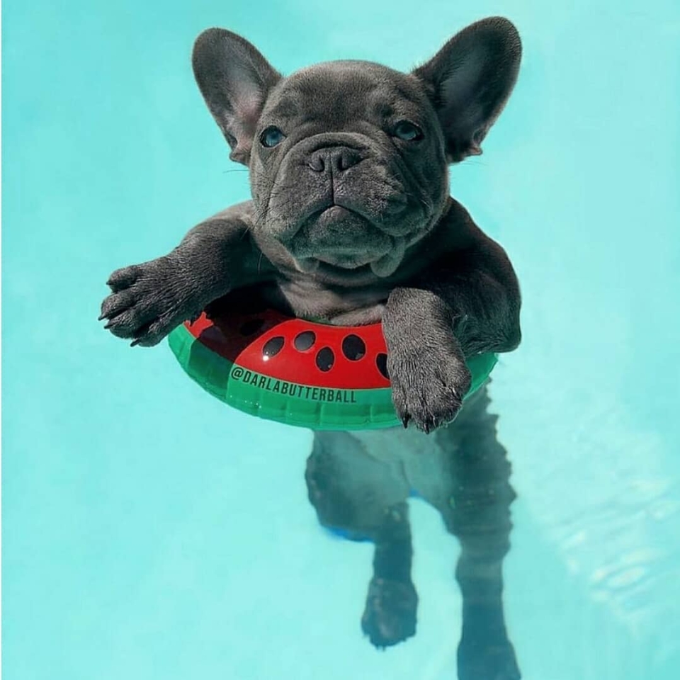 ¡¡Pensando en las vacaciones!!🌊🐾☀️ . . #animales #animal #naturaleza #pets happyanimals #mascotas #perros #love #animallovers #naturaleza #dog #dogs #raza #amoralosanimales #adoptaunperro #adopta #loveanimals #dogsinstagram #loveinstagram #perro #petstagram #cachorro #dogsofinstagram #photography #puppy #puppylove