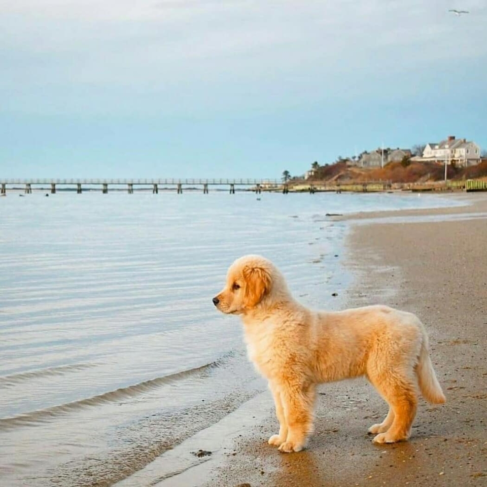 ¡¡Feliz día!!☀️🐶 . . #animales #animal #naturaleza #pets happyanimals #mascotas #perros #love #animallovers #naturaleza #dog #dogs #raza #amoralosanimales #adoptaunperro #adopta #loveanimals #dogsinstagram #loveinstagram #perro #petstagram #cachorro #dogsofinstagram #photography #puppy #puppylove