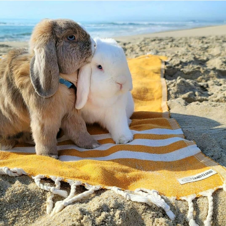 ¡¡Feliz día!!☀️🐰 @bunnies.for.you . . #animales #animal #naturaleza #happyanimals #mascotas #conejo #nejo #love #animallovers #naturaleza #rabbit #belier #raza #amoralosanimales #adoptaunconejo #adopta #loveanimals #rabbitsinstagram #loveinstagram #petstagram #dogsofinstagram #photography #puppy #puppylove