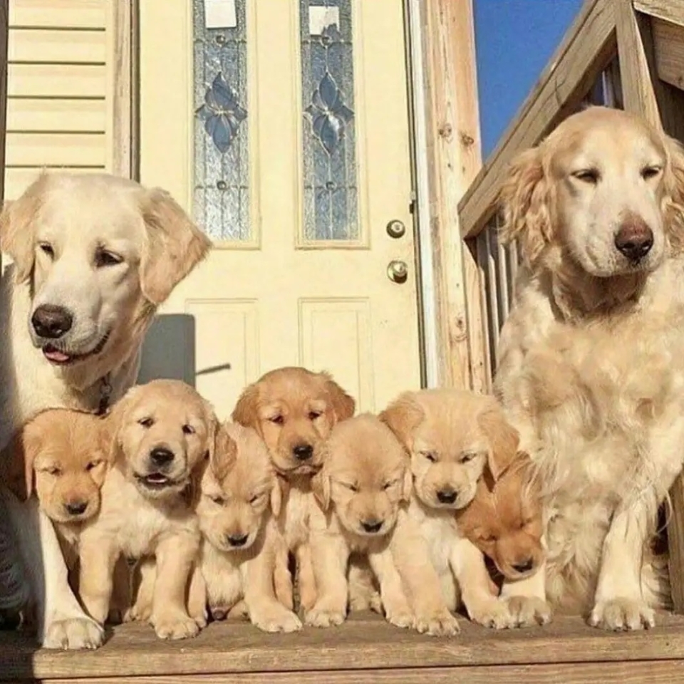 ¡¡Feliz día!!☀️🐶 . . #animales #animal #naturaleza #pets happyanimals #mascotas #perros #love #animallovers #naturaleza #dog #dogs #raza #amoralosanimales #adoptaunperro #adopta #loveanimals #dogsinstagram #loveinstagram #perro #petstagram #cachorro #dogsofinstagram #photography #puppy #puppylove