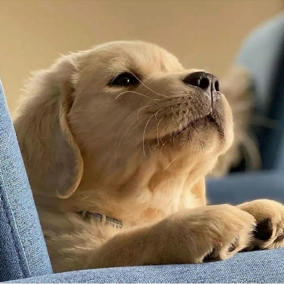 ¡¡Feliz día!!❤🐶 . . #animales #animal #naturaleza #pets happyanimals #mascotas #perros #love #animallovers #naturaleza #dog #dogs #raza #amoralosanimales #adoptaunperro #adopta #loveanimals #dogsinstagram #loveinstagram #perro #petstagram #cachorro #dogsofinstagram #photography #puppy #puppylove