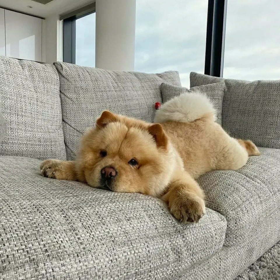 ¡¡Feliz lunes!!☕🐶 . . #animales #animal #naturaleza #pets happyanimals #mascotas #perros #love #animallovers #naturaleza #dog #dogs #raza #amoralosanimales #adoptaunperro #adopta #loveanimals #dogsinstagram #loveinstagram #perro #petstagram #cachorro #dogsofinstagram #photography #puppy #puppylove
