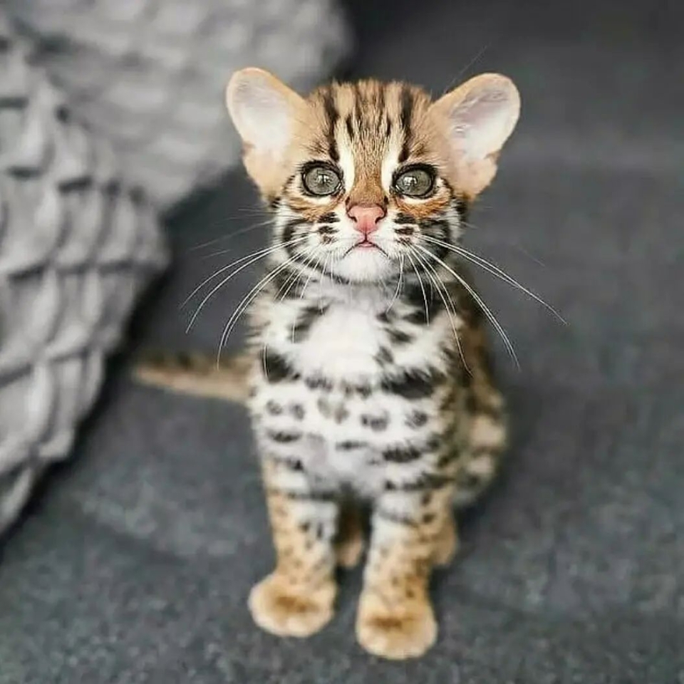 ¡¡Feliz día!!❤🐯 . . #animales #animal #naturaleza #pets happyanimals #mascotas #perros #love #animallovers #naturaleza #gato #gatos #tigres #amoralosanimales #adoptaunperro #adopta #loveanimals #dogsinstagram #loveinstagram #perro #petstagram #cachorro #dogsofinstagram #photography #puppy #puppylove