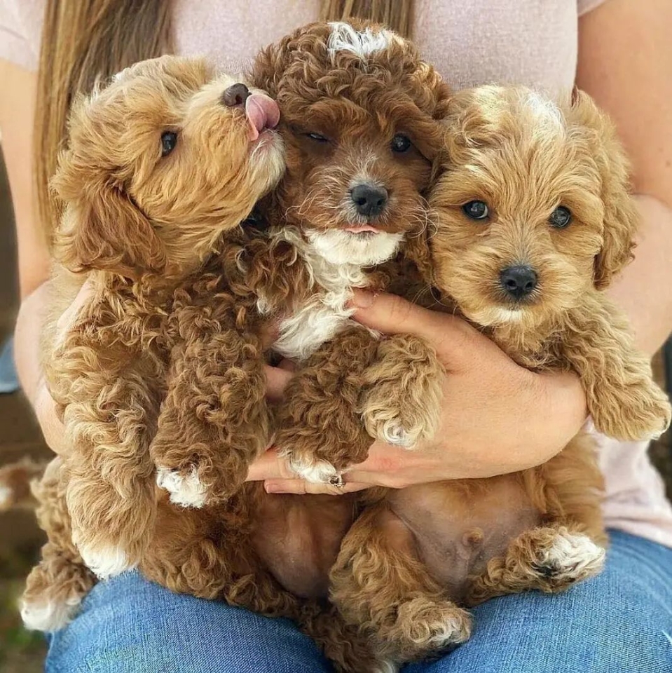 ¡¡Feliz día!!❤🐶 . . #animales #animal #naturaleza #pets happyanimals #mascotas #perros #love #animallovers #naturaleza #gato #gatos #tigres #amoralosanimales #adoptaunperro #adopta #loveanimals #dogsinstagram #loveinstagram #perro #petstagram #cachorro #dogsofinstagram #photography #puppy #puppylove