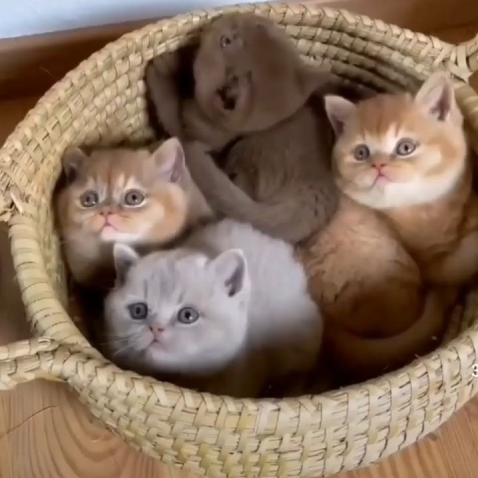 ¡¡Así de rápido va a pasar la semana!! Feliz lunes🙌 . . #animales #animal #cat #naturaleza #pets #happyanimals #mascotas #perros #love #animallovers #naturaleza #gato #gatos #cachorros #amoralosanimales #adoptaunperro #adopta #loveanimals #dogsinstagram #loveinstagram #perro #petstagram #cachorro #dogsofinstagram #photography #puppy #puppylove
