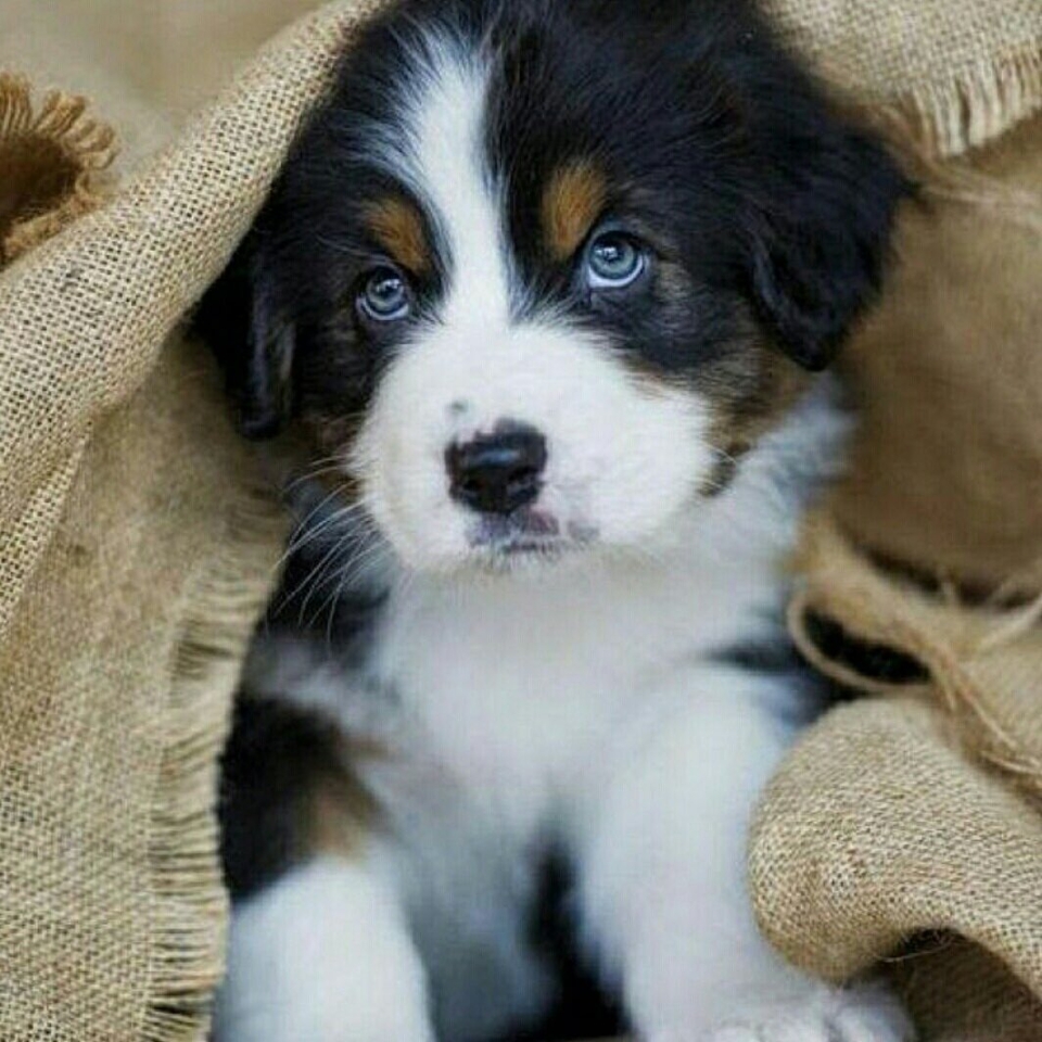 ¡¡Feliz día!!❤🐶 . . #animales #animal #naturaleza #pets happyanimals #mascotas #perros #love #animallovers #naturaleza #gato #gatos #tigres #amoralosanimales #adoptaunperro #adopta #loveanimals #dogsinstagram #loveinstagram #perro #petstagram #cachorro #dogsofinstagram #photography #puppy #puppylove