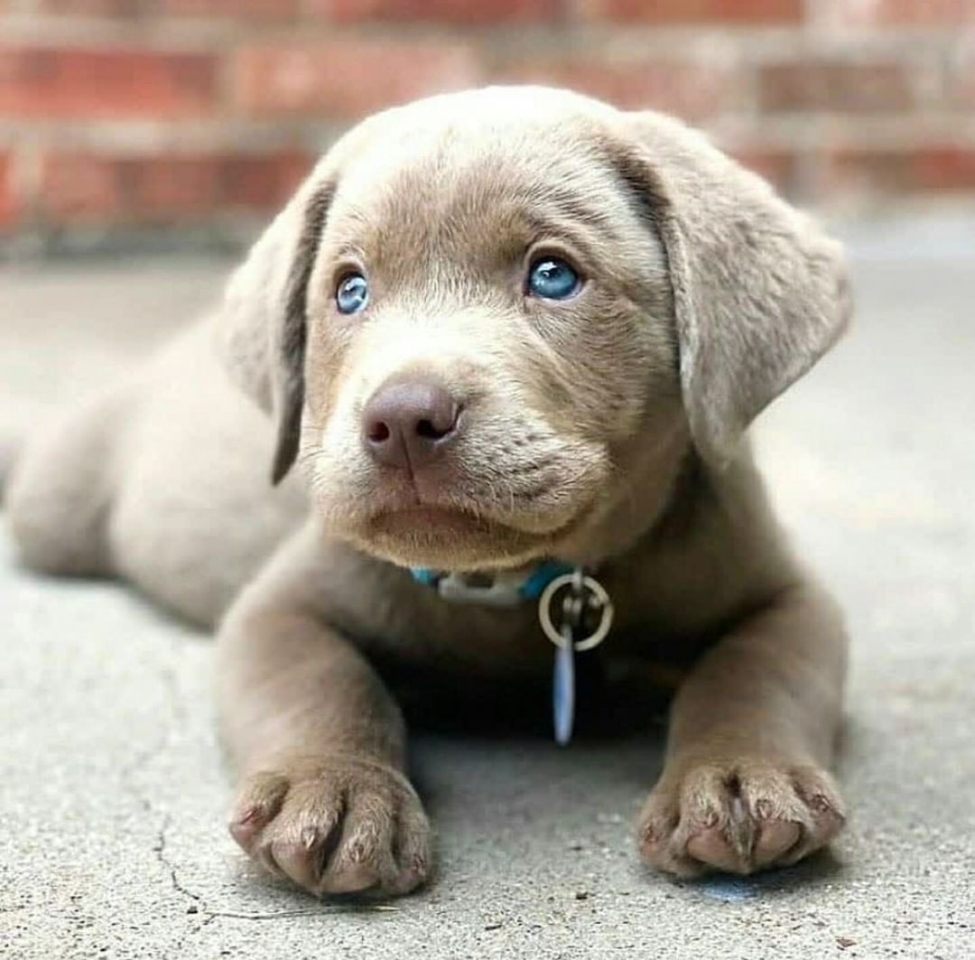 ¡¡Buenos días ☀️!! . #animales #animal #naturaleza #pets happyanimals #mascotas #perros #love #animallovers #naturaleza #gato #gatos #tigres #amoralosanimales #adoptaunperro #adopta #loveanimals #dogsinstagram #loveinstagram #perro #petstagram #cachorro #dogsofinstagram #photography #puppy #puppylove
