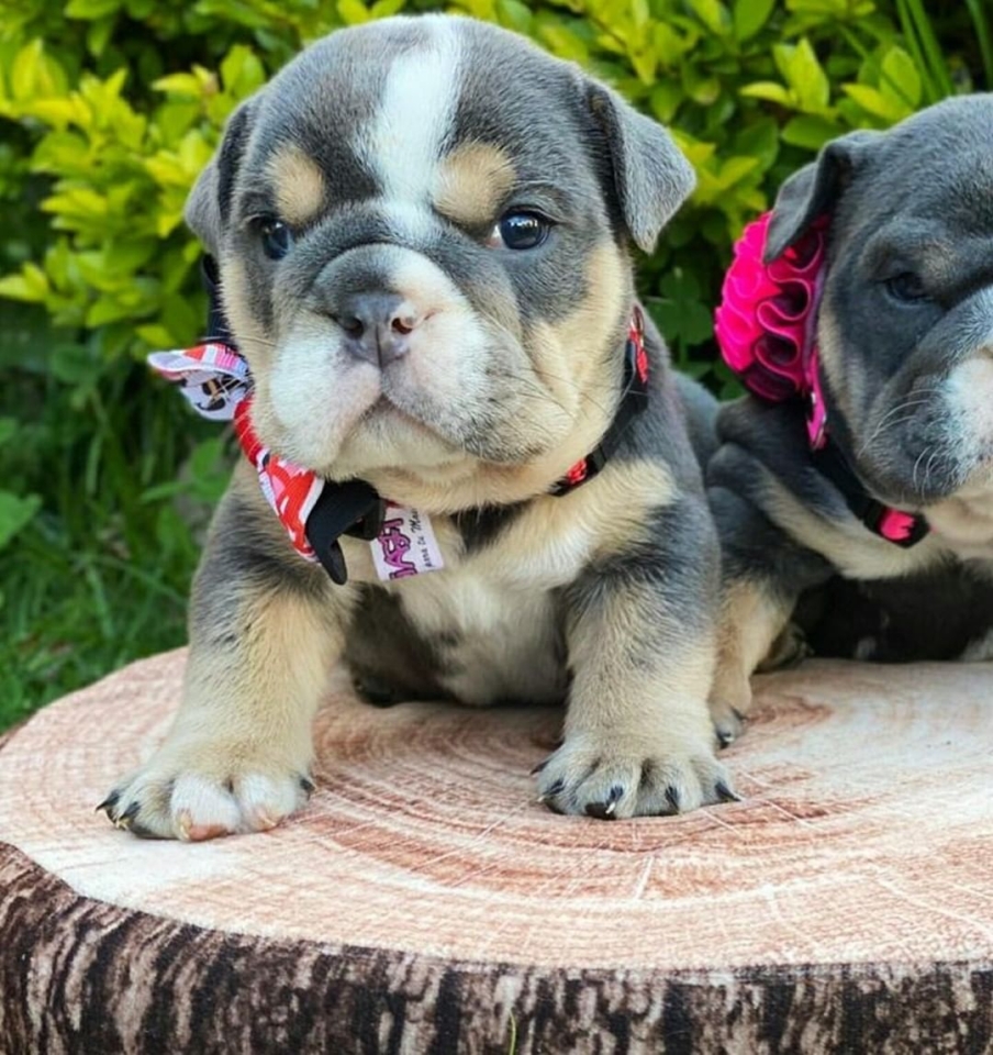 ¡¡Buenos días ☀️!! . #animales #animal #naturaleza #pets happyanimals #mascotas #perros #love #animallovers #naturaleza #gato #gatos #tigres #amoralosanimales #adoptaunperro #adopta #loveanimals #dogsinstagram #loveinstagram #perro #petstagram #cachorro #dogsofinstagram #photography #puppy #puppylove