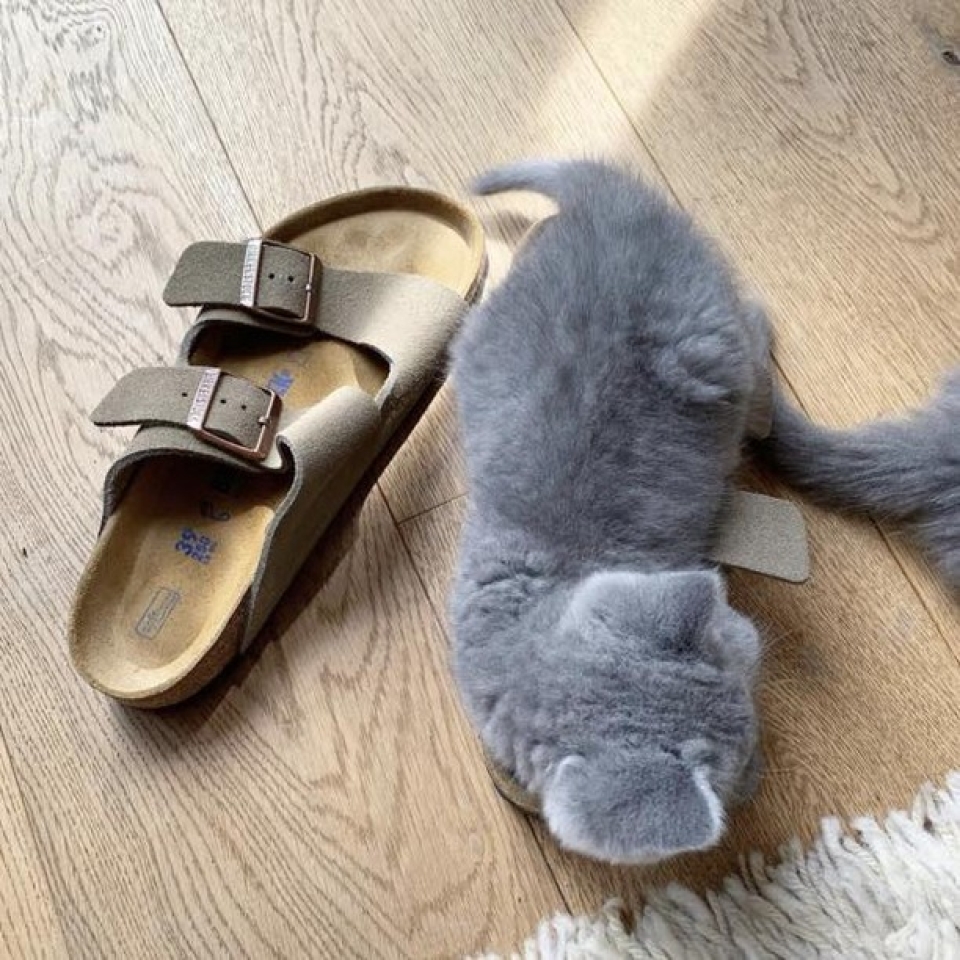 Hasta Michi prefiere las Birkenstock que su cama